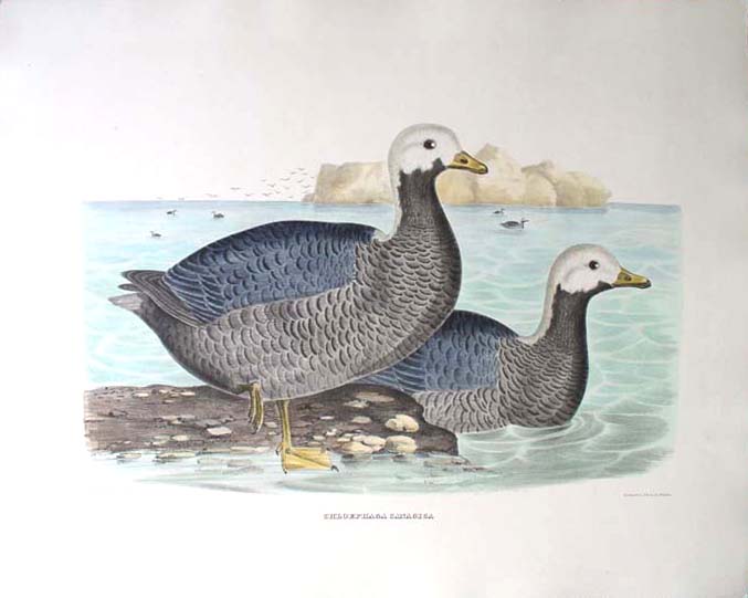 For sale: ORIGINAL HAND-COLORED FOLIO LITHOGRAPH a
              135 year old print by Daniel Giraud Elliot, the Aleutian
              Canada Goose.
