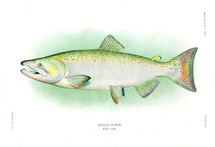 Fishes of Alaska by Evermann for sale.