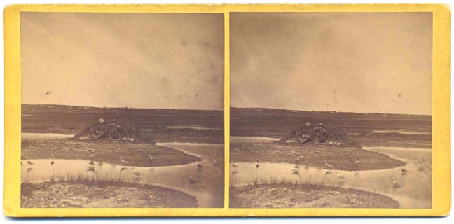 For sale: Original stereoview of hunters with
              shorebird decoys.