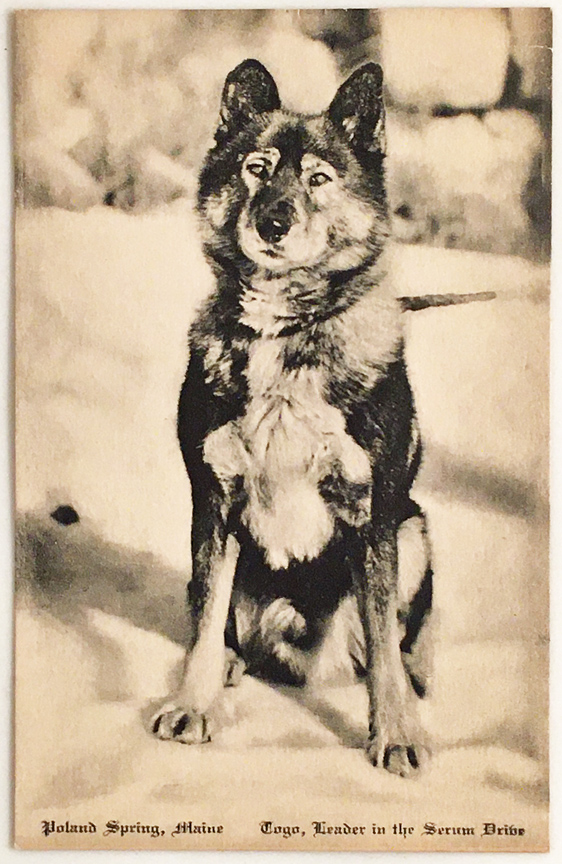 vintage Alaska sled dog memorabilia for sale