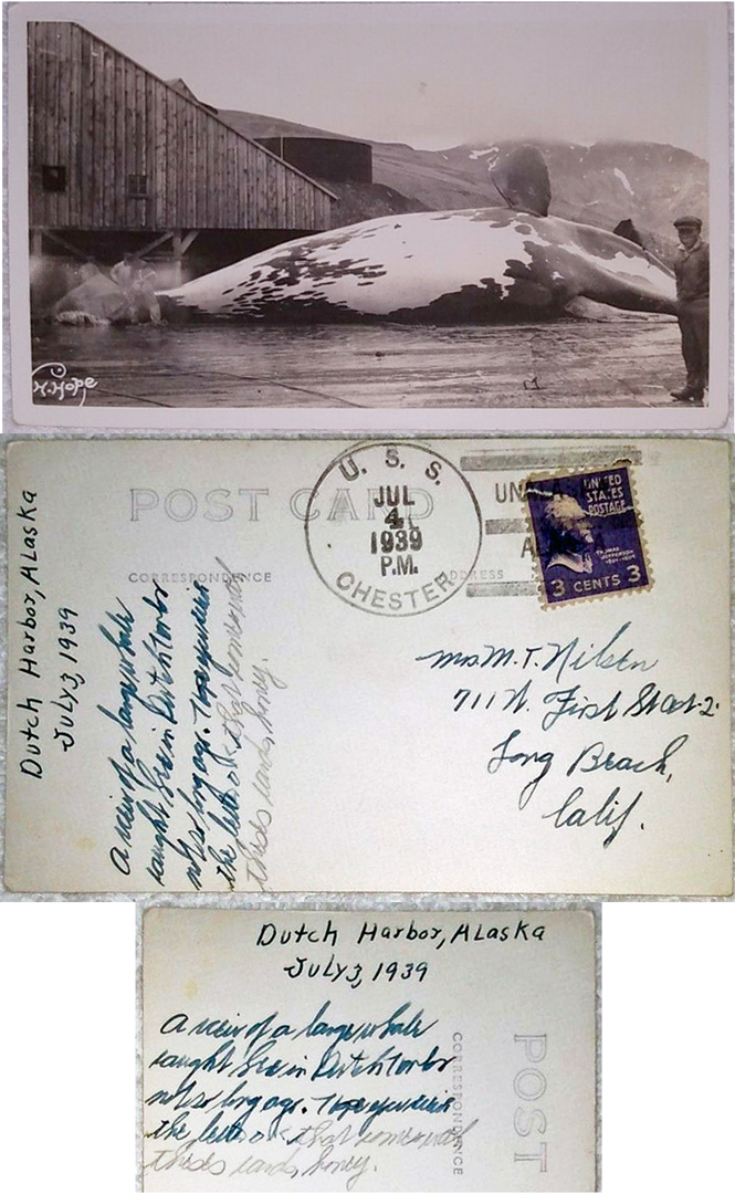 For sale: Unalaska (Dutch Harbor) real photo postcard
              by C. H. Hope of a whale being processed, with an Aleutic
              man in the foreground.