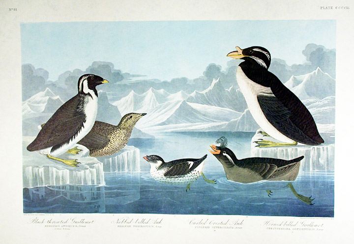 For sale: Audubon's
              Alaska seabird picture.