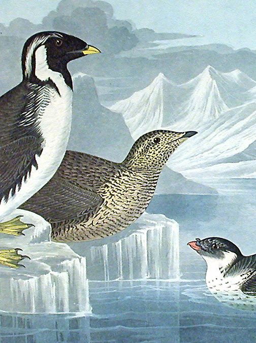 detail of Audubon's Alaska seabird group